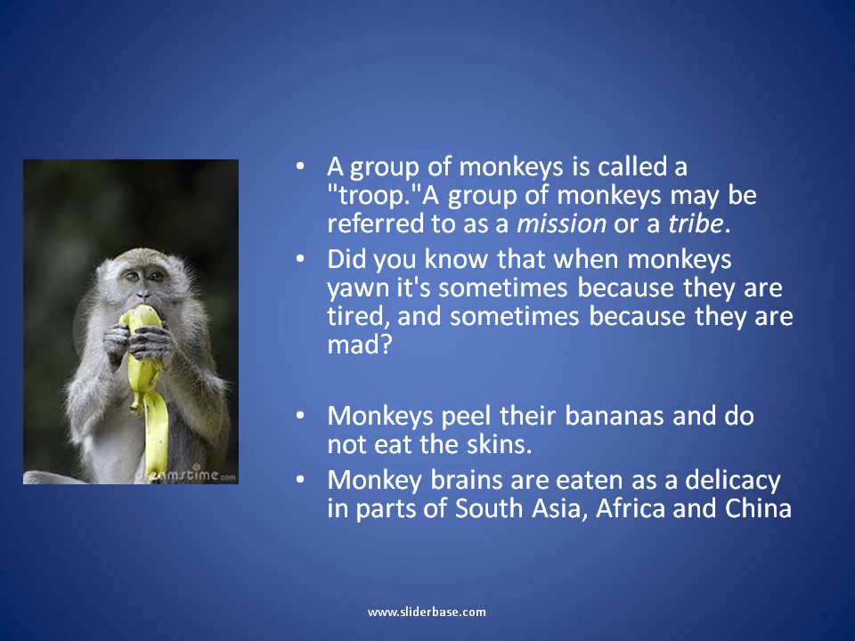 Monkeys Facts you may not know Presentation Biology
