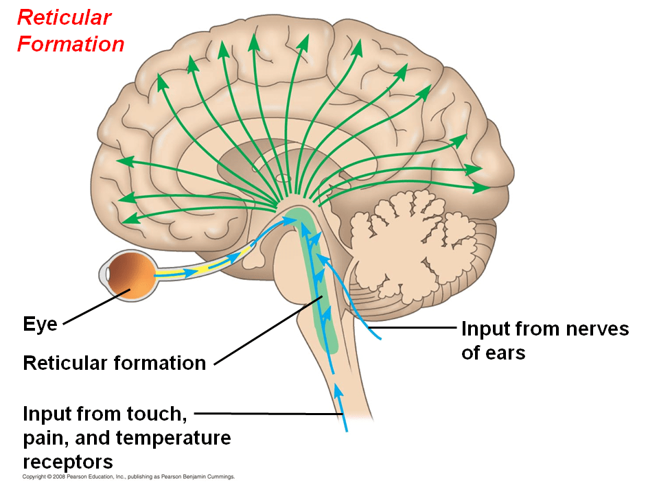 The Brainstem