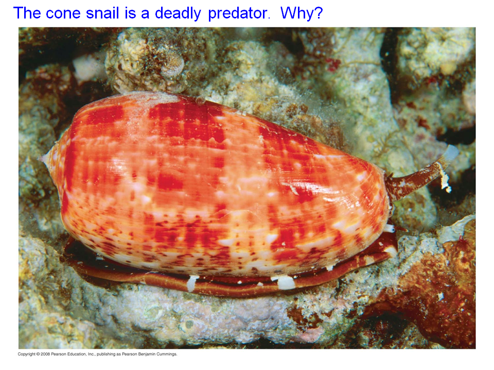 Neurons, Synapses, and Signaling Presentation Biology