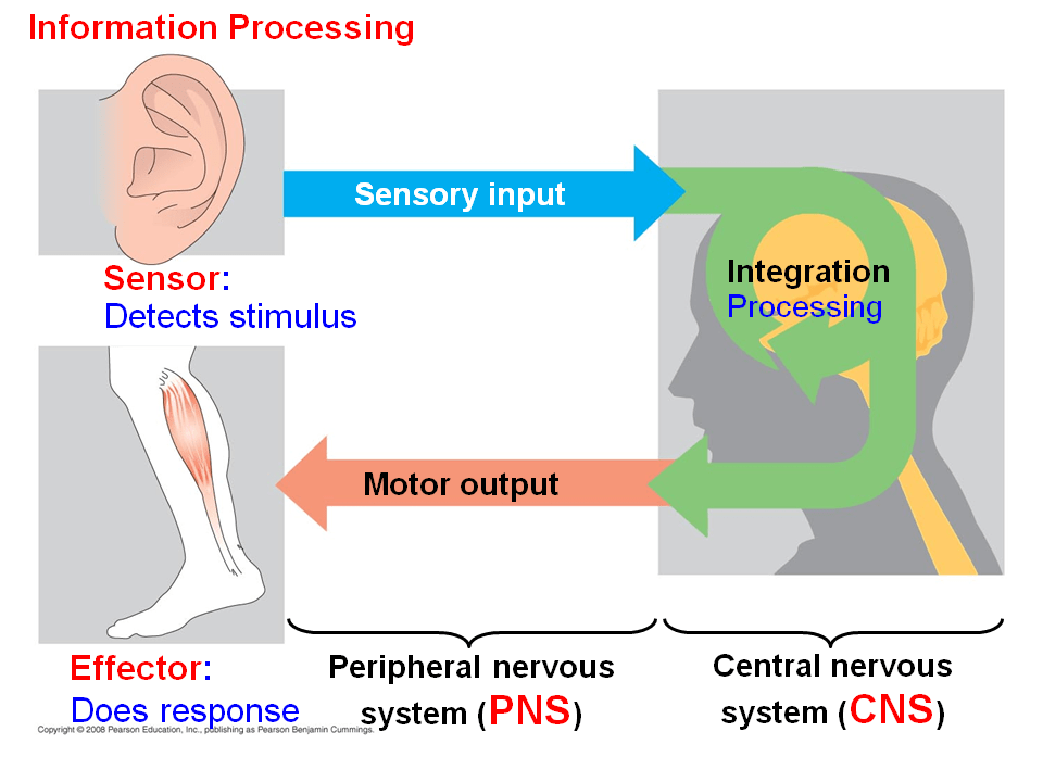 Neurons, Synapses, and Signaling Presentation Biology
