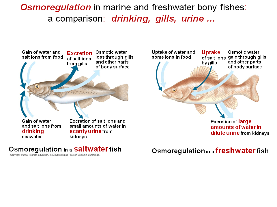 Osmoregulation and Excretion Presentation Biology