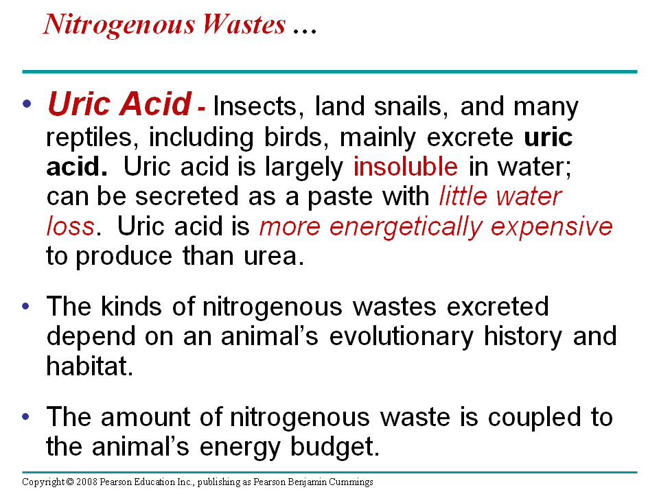 An animal’s nitrogenous wastes reflect its phylogeny and habitat