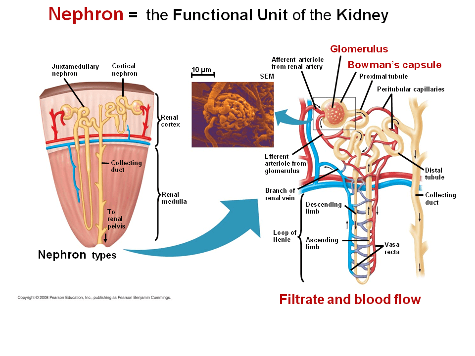 In insects and other terrestrial arthropods, Malpighian tubules remove