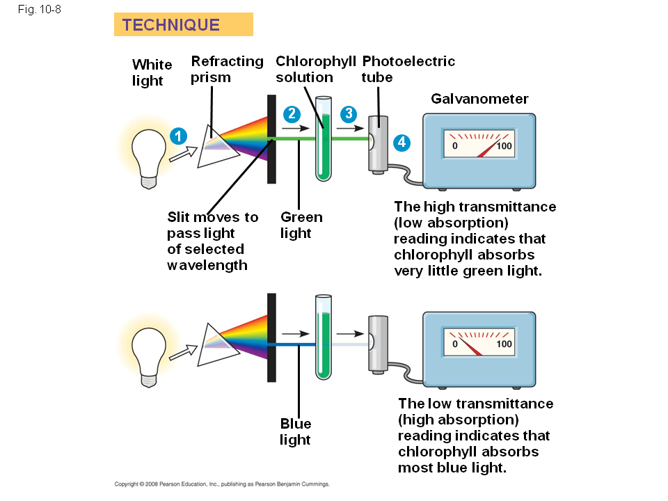 Excitation of Chlorophyll by Light