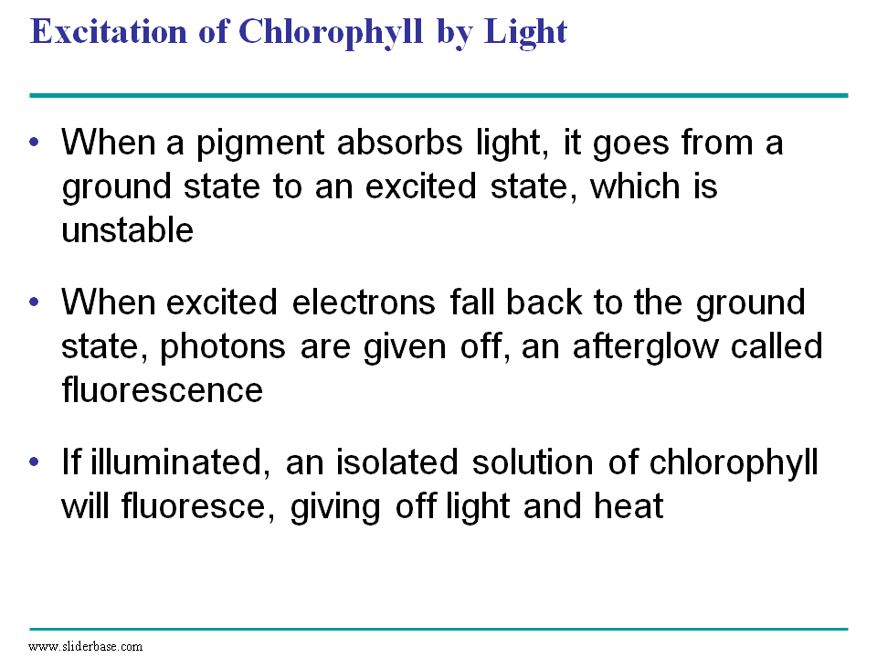 Excitation of Chlorophyll by Light