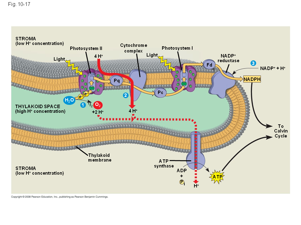 Cyclic Electron Flow