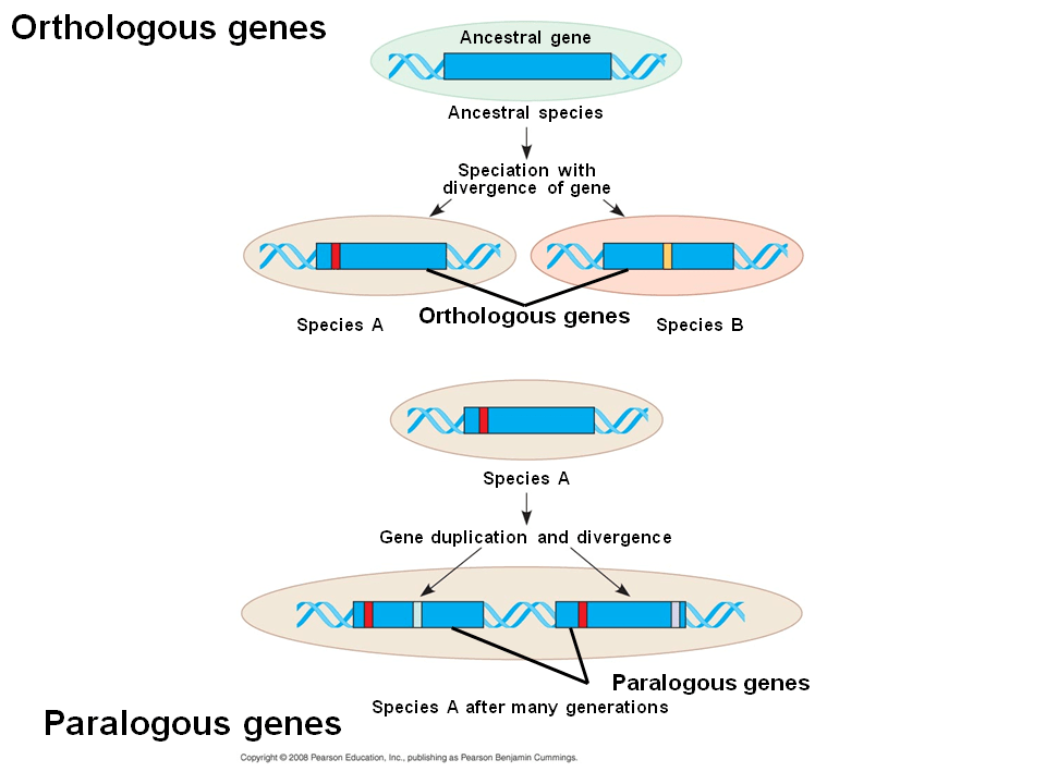 Molecular Clocks