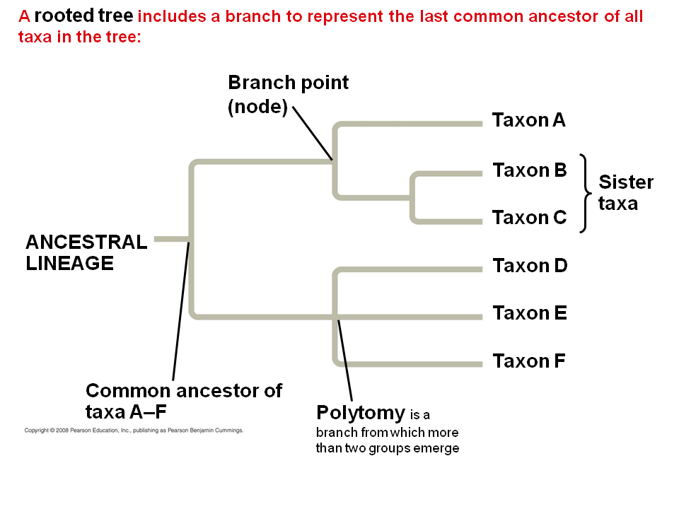 Phylogeny and the Tree of Life Presentation Biology