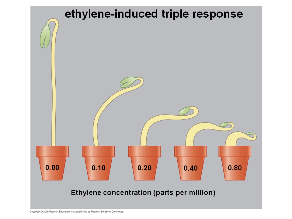 Systems Biology and Hormone Interactions