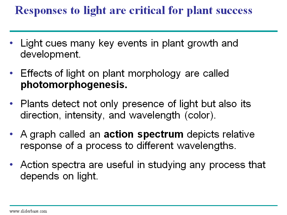 Plants respond to a wide variety of stimuli other than light