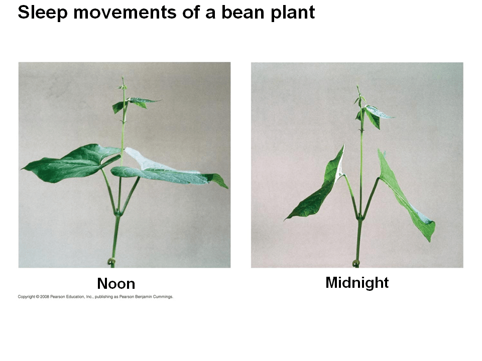 Plants respond to a wide variety of stimuli other than light