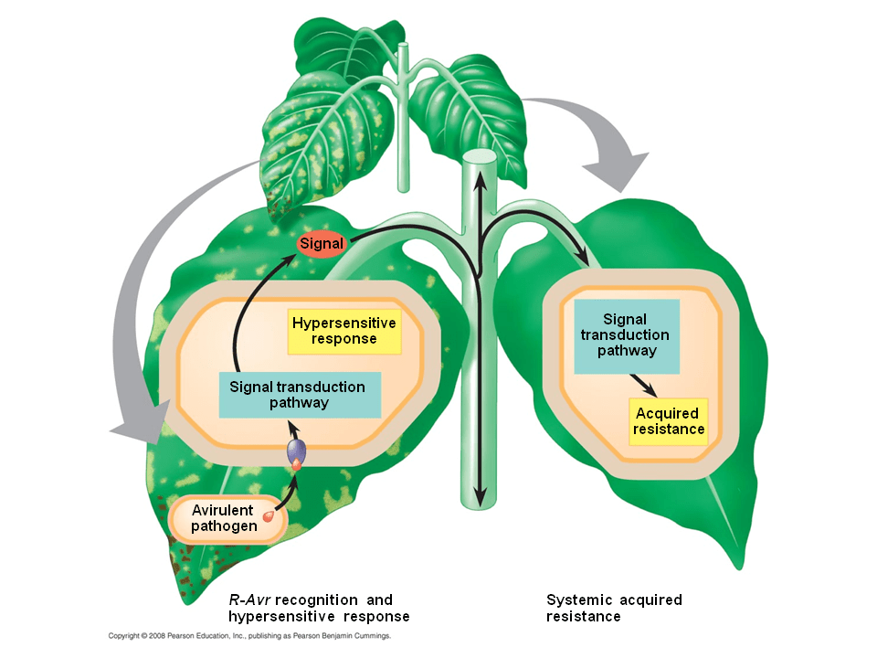 Plant Responses to Internal and External Signals Presentation Biology
