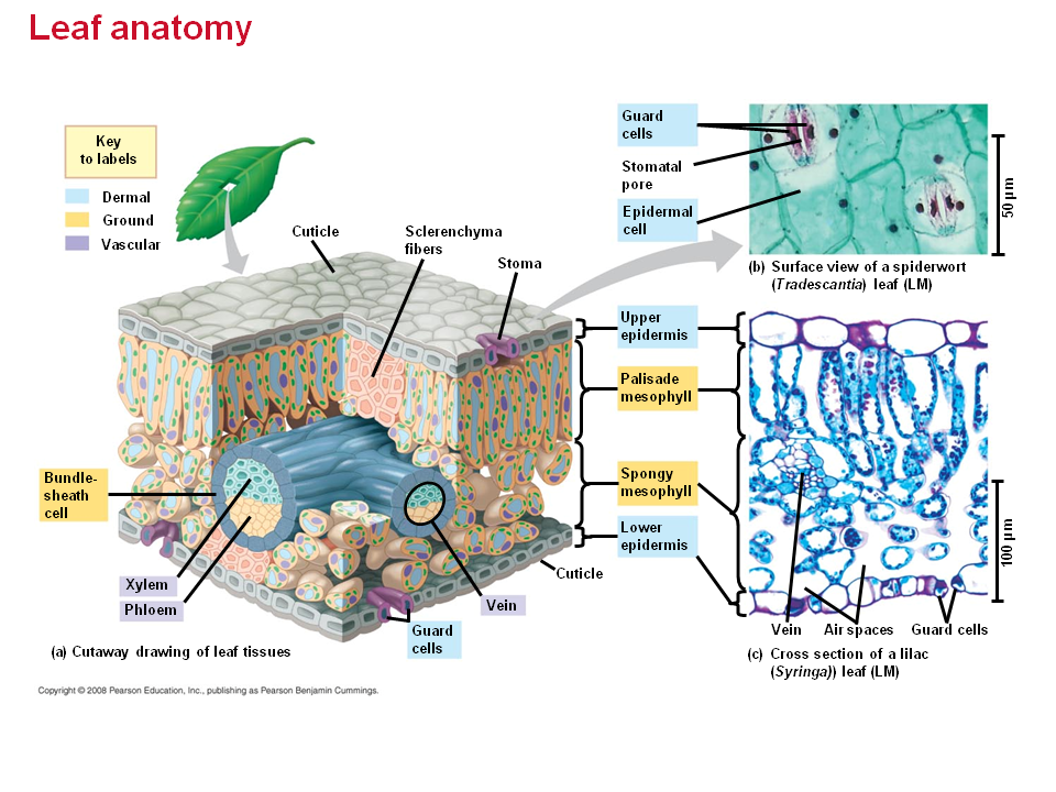 The Vascular Cambium and Secondary Vascular Tissue