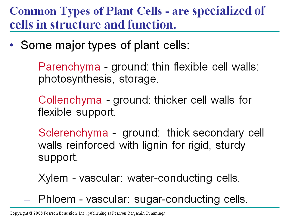 Common Types of Plant Cells are specialized of cells in structure and