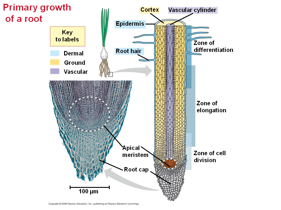Primary Growth Lengthens Roots and Shoots