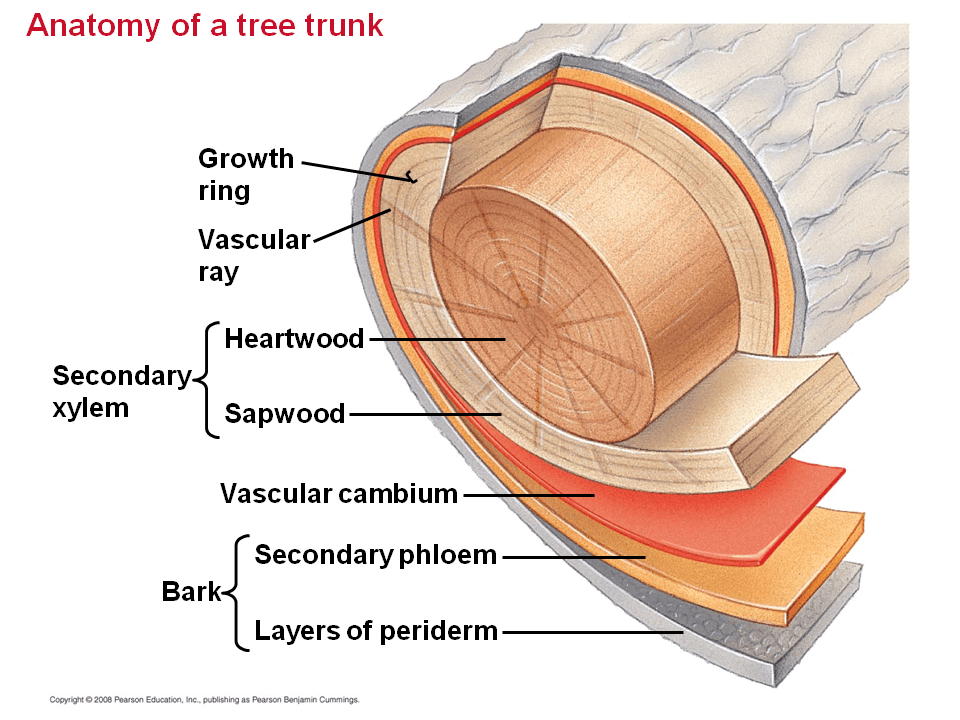 The Vascular Cambium and Secondary Vascular Tissue