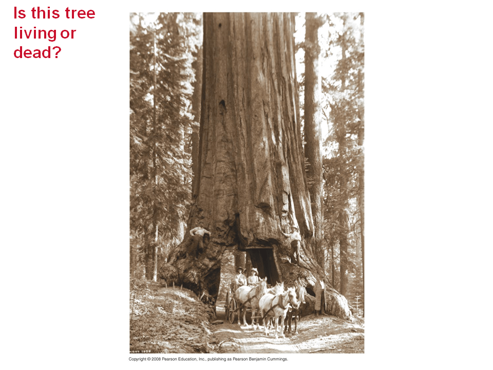 The Vascular Cambium and Secondary Vascular Tissue