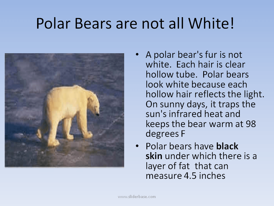 Polar Bear Presentation Biology