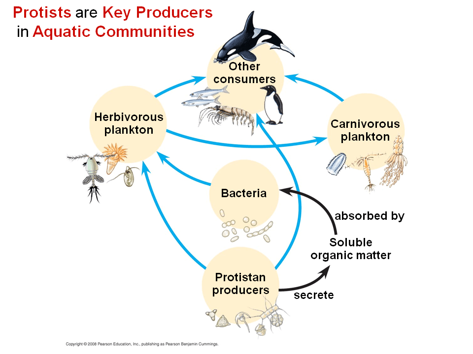 Photosynthetic Protists