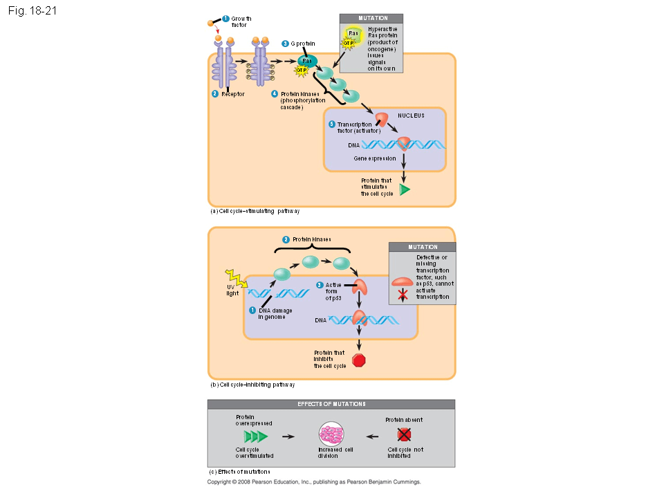 Regulation of Gene Expression Presentation Biology