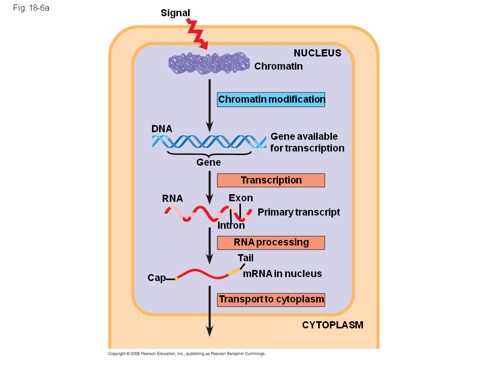 Regulation of Gene Expression Presentation Biology