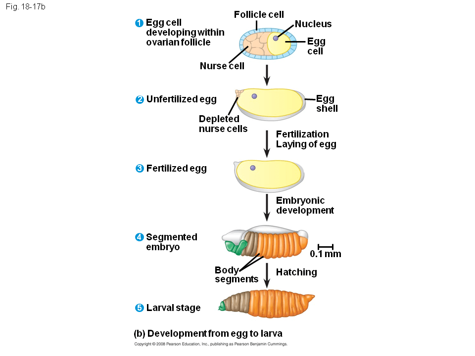 Mechanisms of PostTranscriptional Regulation