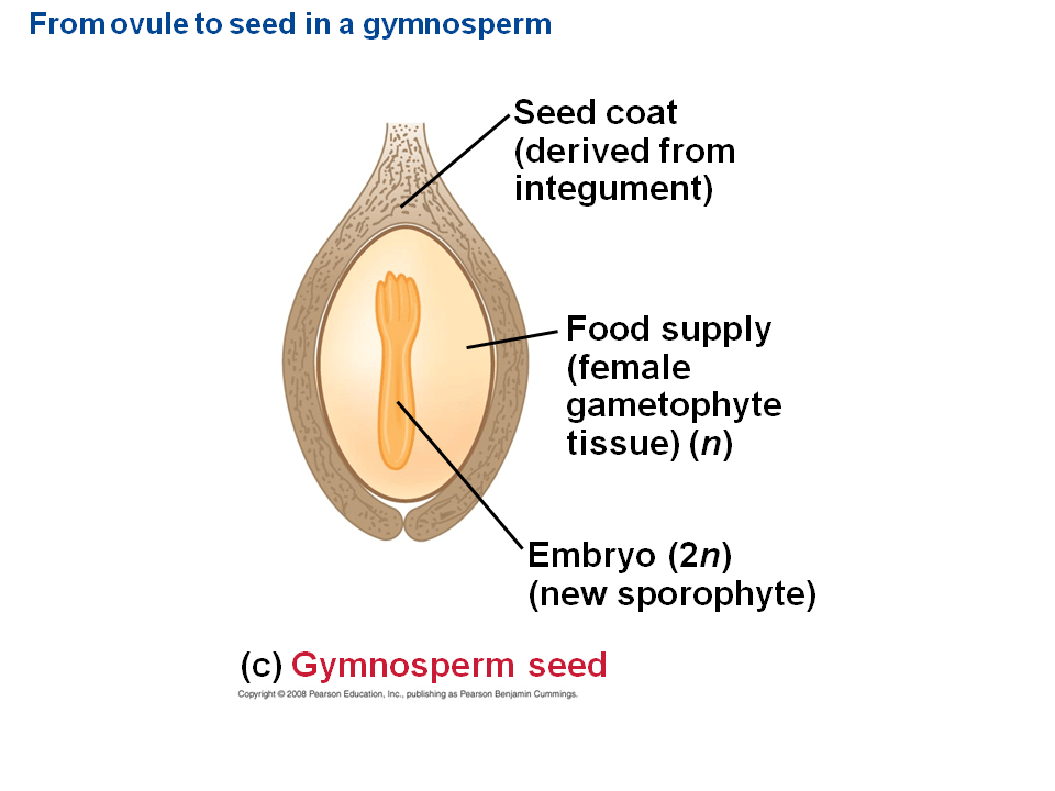 Pollen and Production of Sperm