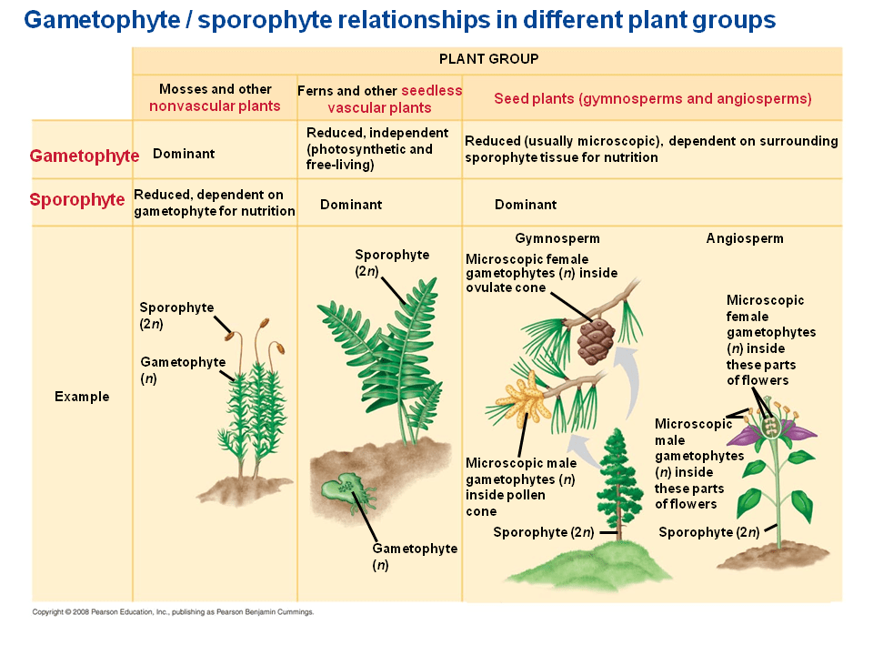 The Evolution of Seed Plants Presentation Biology