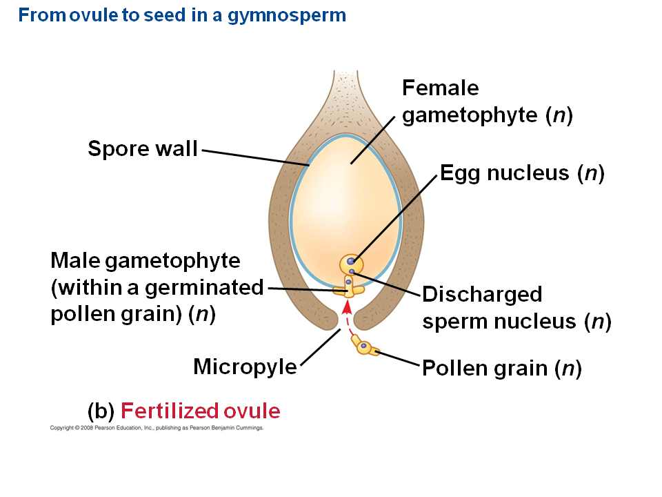 Pollen and Production of Sperm