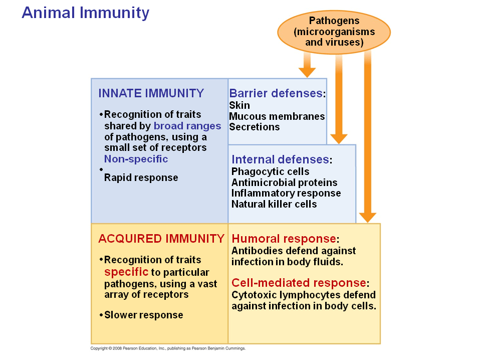 The Immune System - Presentation Biology