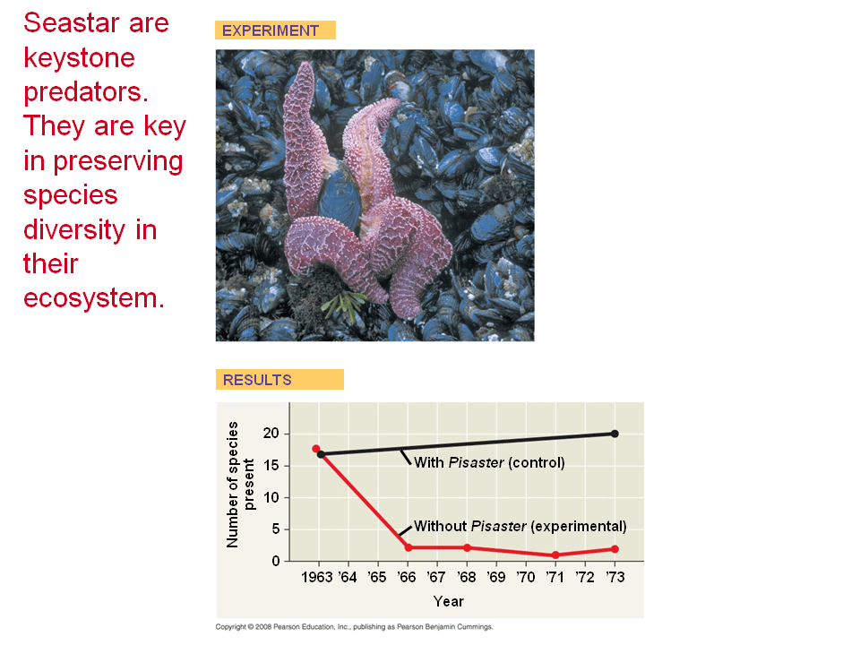 Dominant and keystone species exert strong controls on community structure