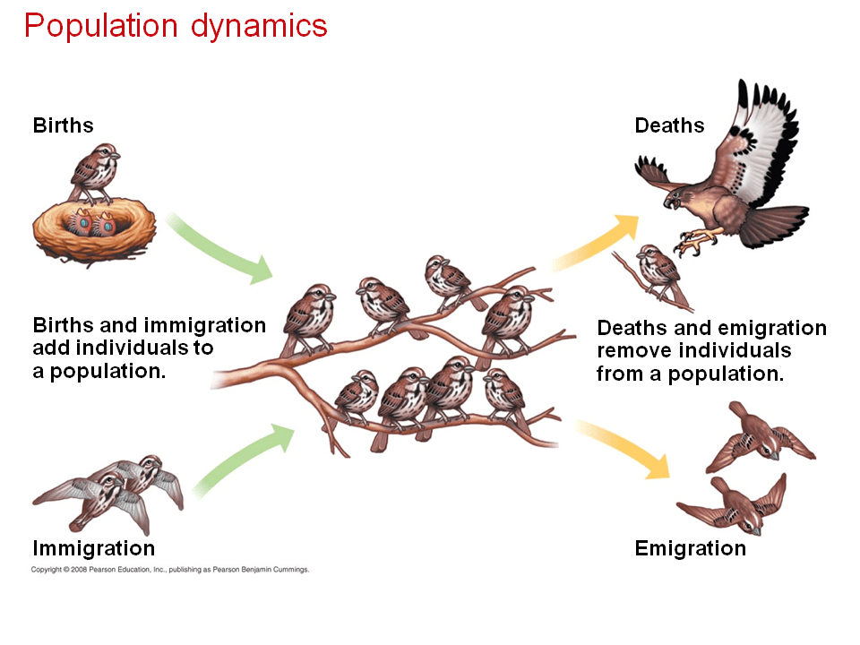 Population Ecology Presentation Biology