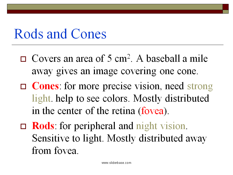 Rods and Cones