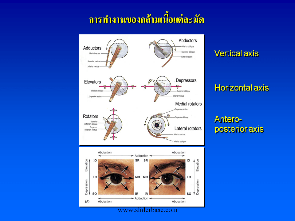 Слайд 17 Yoke muscle combination Слайд 18 Innervation of the orbit