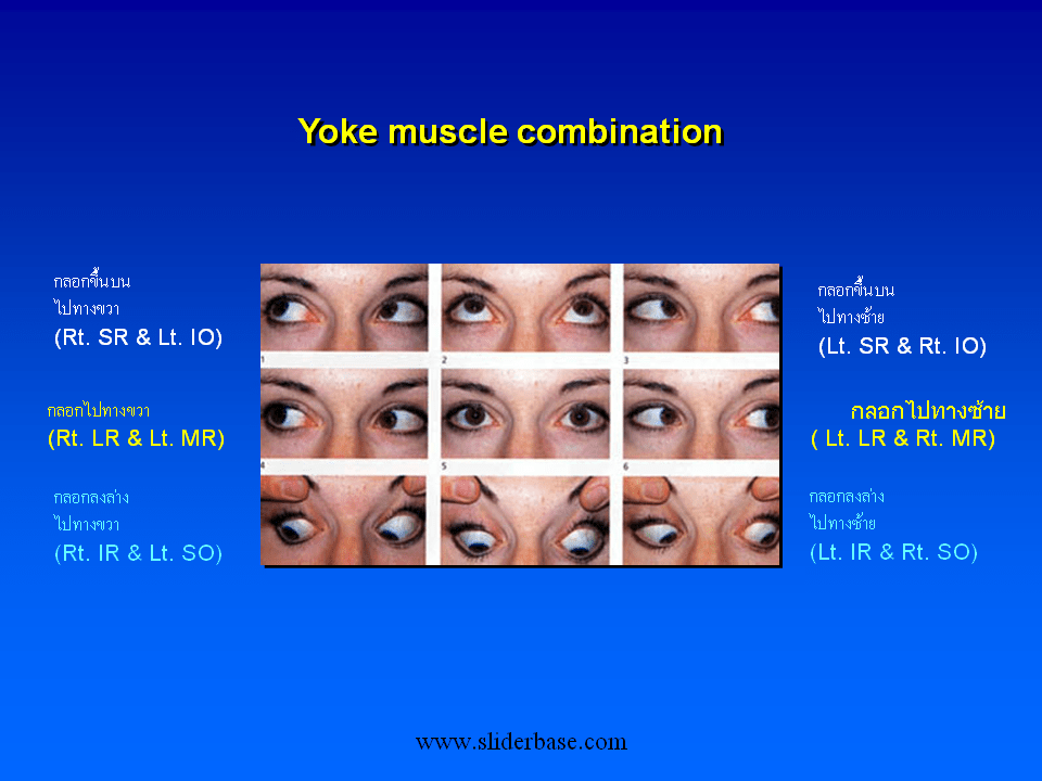 Слайд 17 Yoke muscle combination Слайд 18 Innervation of the orbit