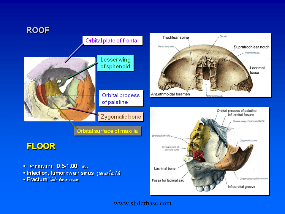 Слайд 17 Yoke muscle combination Слайд 18 Innervation of the orbit