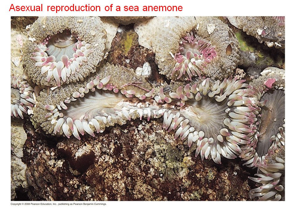 Animal Reproduction Presentation Biology
