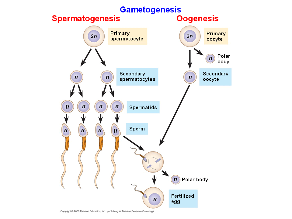 Noninvasive procedures usually use ultrasound imaging to detect fetal