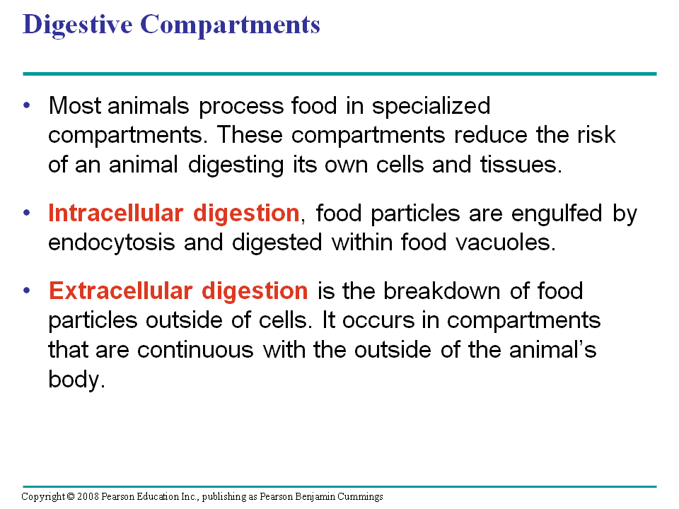Organs specialized for sequential stages of food processing form the