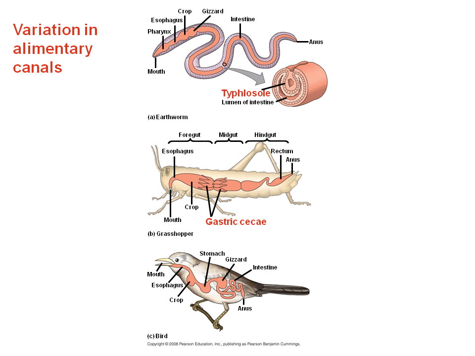 Organs specialized for sequential stages of food processing form the