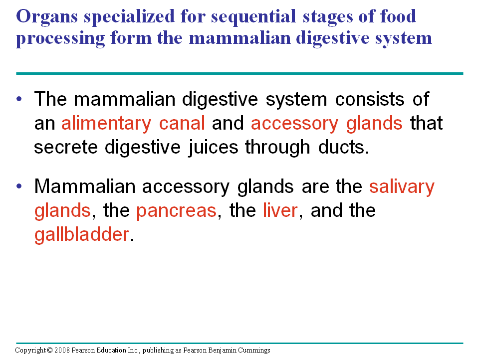 Organs specialized for sequential stages of food processing form the