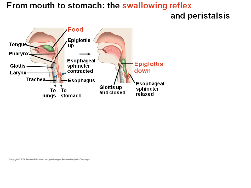 Organs specialized for sequential stages of food processing form the