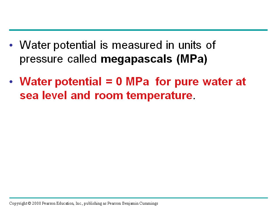 Слайд 15 Water potential is a measurement that combines