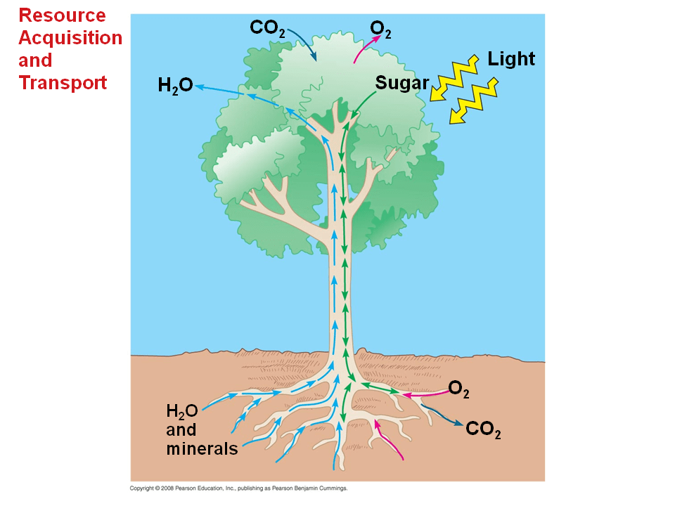 Transport System In Plants / Transport systems in plants complete