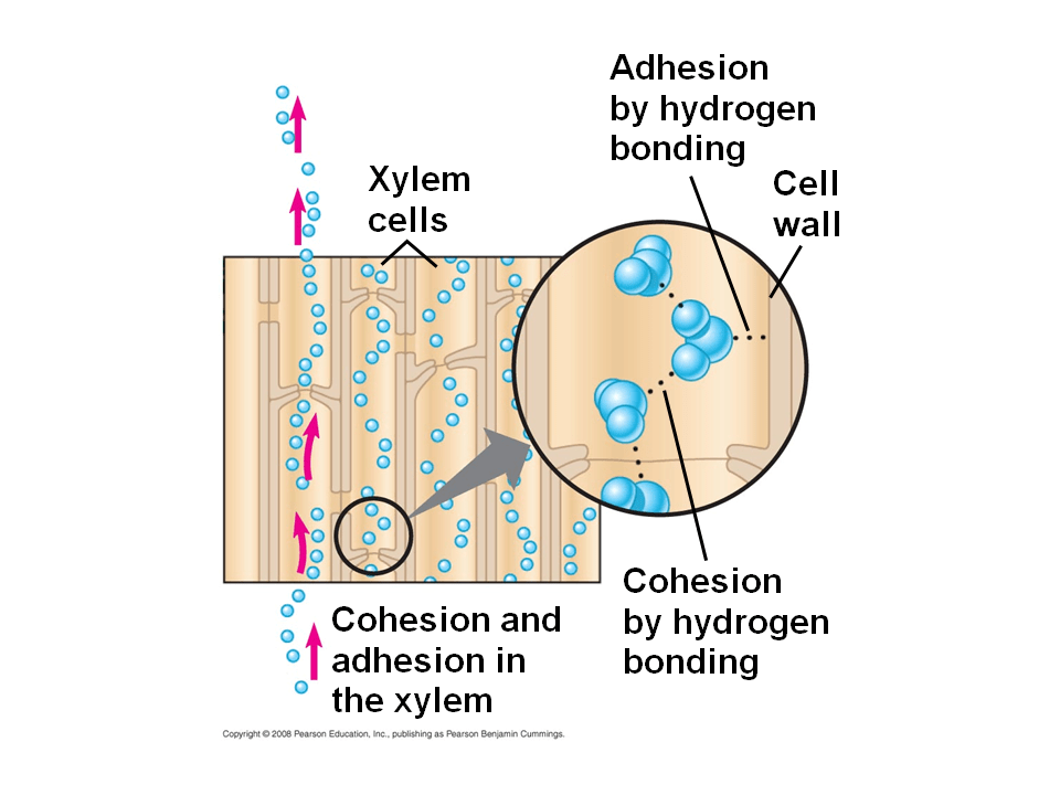 Xylem Sap Ascent by Bulk Flow A Review