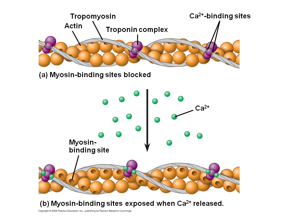 Types of Sensory Receptors