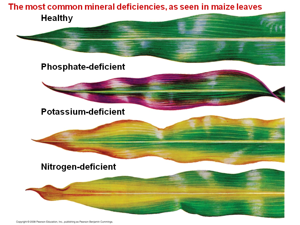 Improving Plant Nutrition by Modification Some Examples