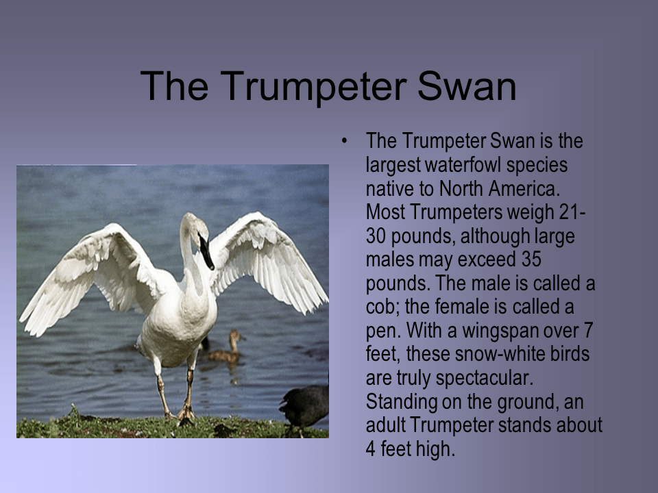 The Trumpet of the Swans Presentation English Literature