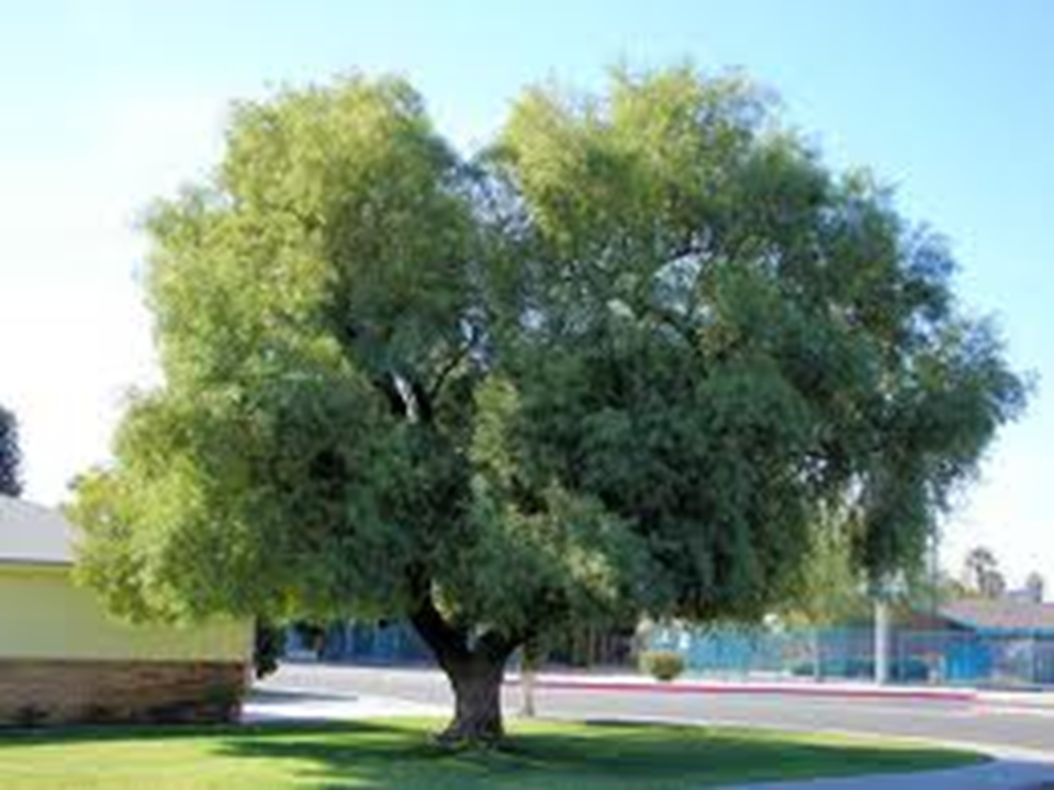 The Sumac Tree Presentation Geography