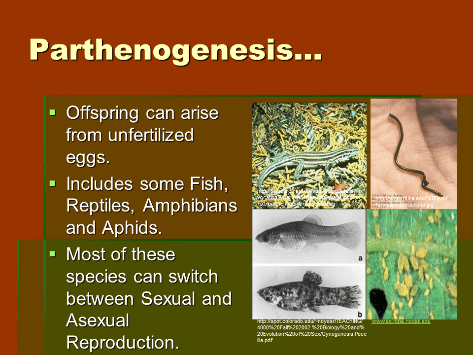 ASexual Reproduction Lesson Presentation Biology